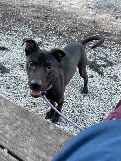 Photo of Red Velvet, adoptable dog in Chamblee, Georgia