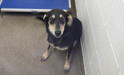 Photo of Nell, adoptable German Shepherd/Mix