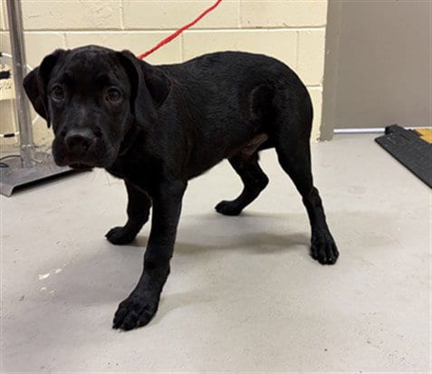 Photo of Umbreon, adoptable Labrador Retriever in Sanford, Florida