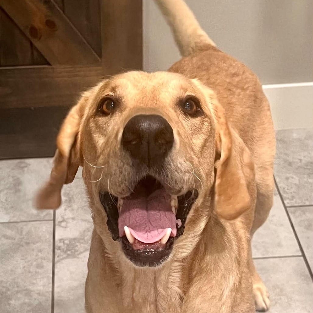 Photo of Ryder, adoptable Retriever, Labrador / Mix in Oklahoma-based; Northeast placements, Oklahoma
