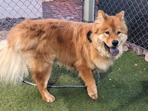Photo of Pierogi, adoptable Chow Chow in Phoenix, Arizona