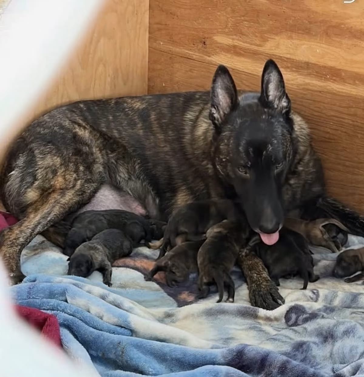 Photo of Puppy Western Litter, adoptable Dutch Shepherd/Belgian Malinois in Jurupa Valley, California
