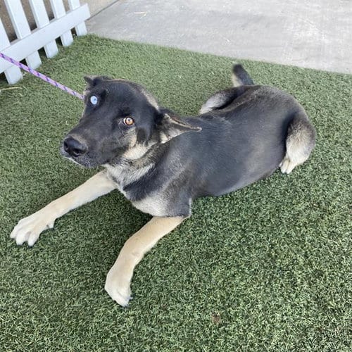 Photo of A615327, adoptable German Shepherd Dog in Modesto, California