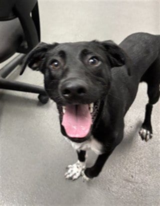 Photo of Kimmie/Stella, adoptable Labrador Retriever in Corpus Christi, Texas