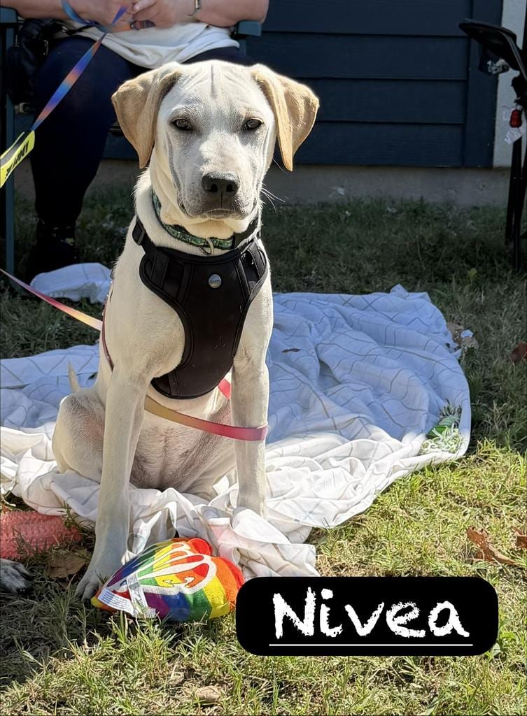 Photo of Nivea, adoptable Labrador Retriever in Maumelle, Arkansas