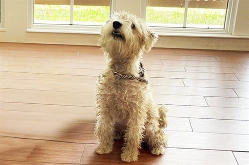 Photo of Stanley, adoptable Miniature Schnauzer in Ft Lauderdale, Florida