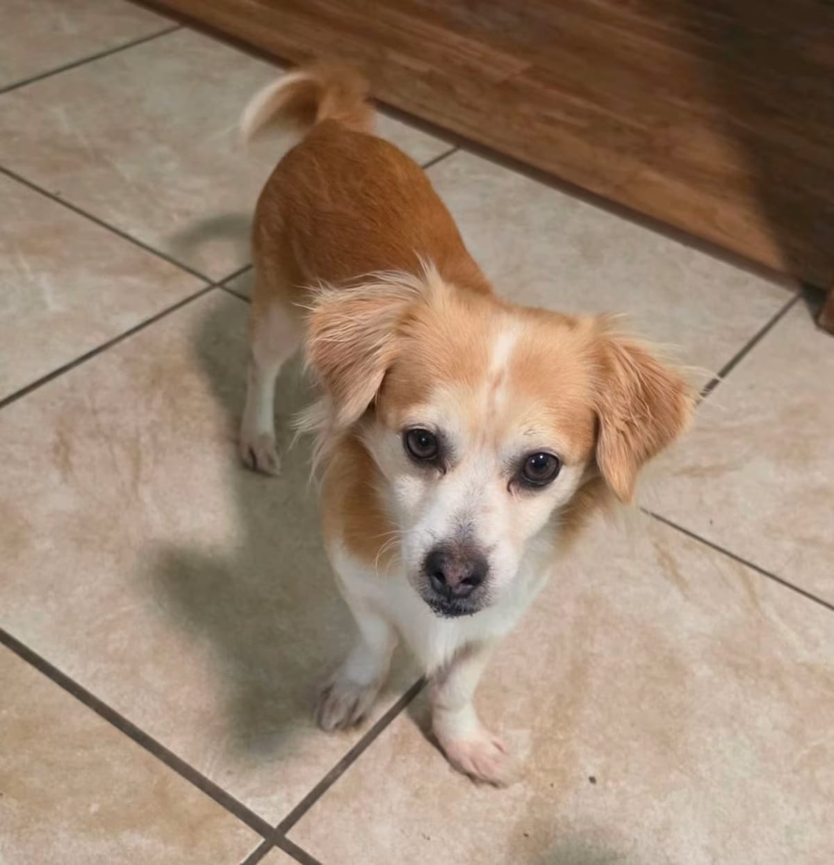 Photo of Mickey, adoptable Chihuahua/Mixed Breed (Medium) in Baton Rouge, Louisiana