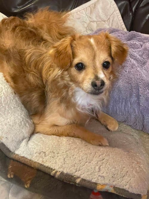 Photo of Colby, adoptable Chihuahua in Katy, Texas