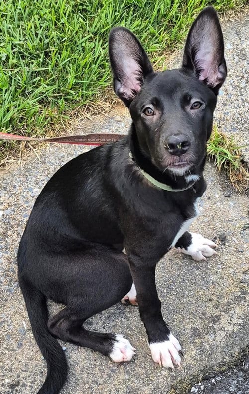 Photo of Hanna, adoptable Shepherd in MECHANICSBURG, Pennsylvania