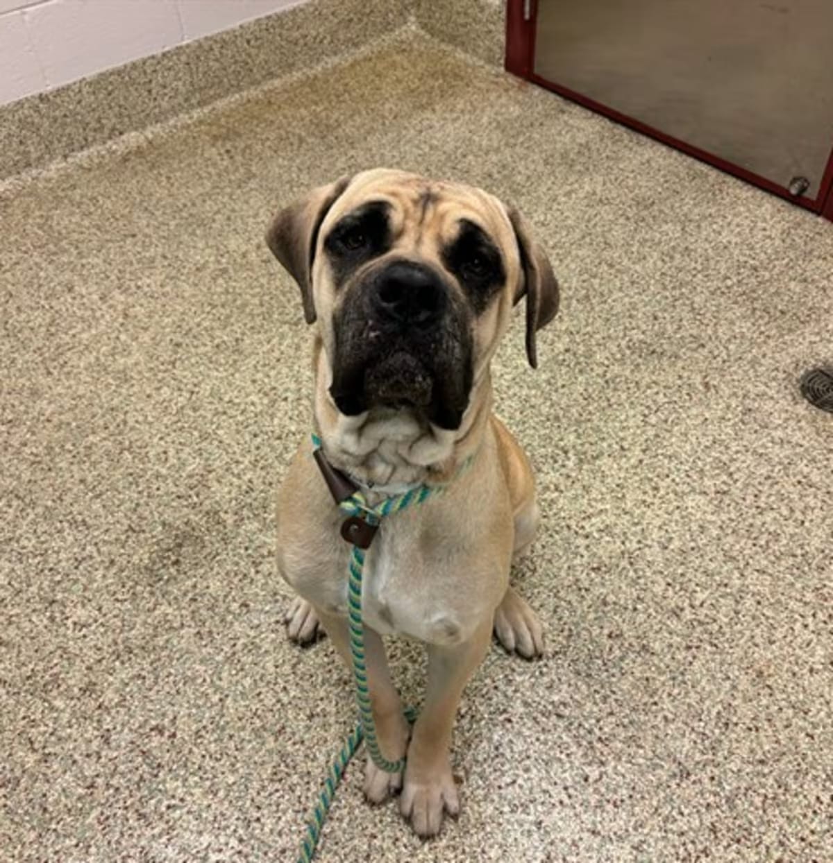 Photo of Iris, adoptable Bullmastiff in Colorado Springs, Colorado