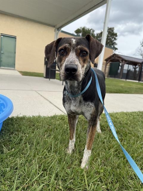 Photo of Hilda, adoptable Catahoula Leopard Dog in Winter Haven, Florida