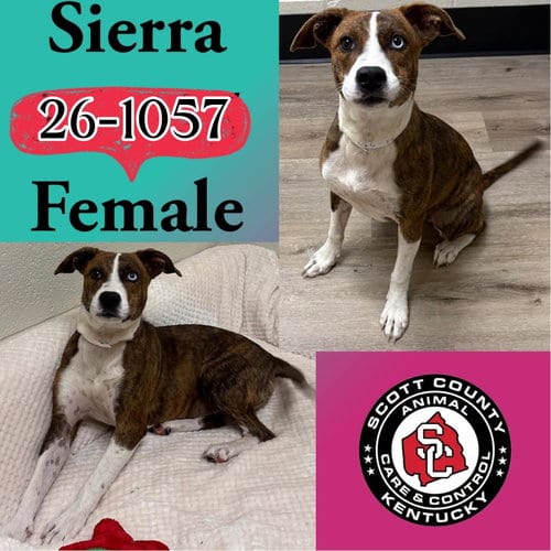 Photo of Sierra, adoptable Terrier in Georgetown, Kentucky