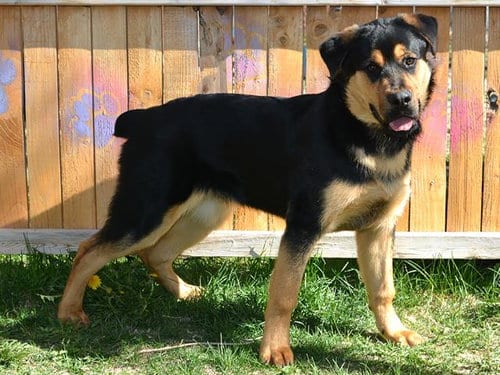 Photo of Alan Barkin, adoptable Rottweiler in West Valley, Utah