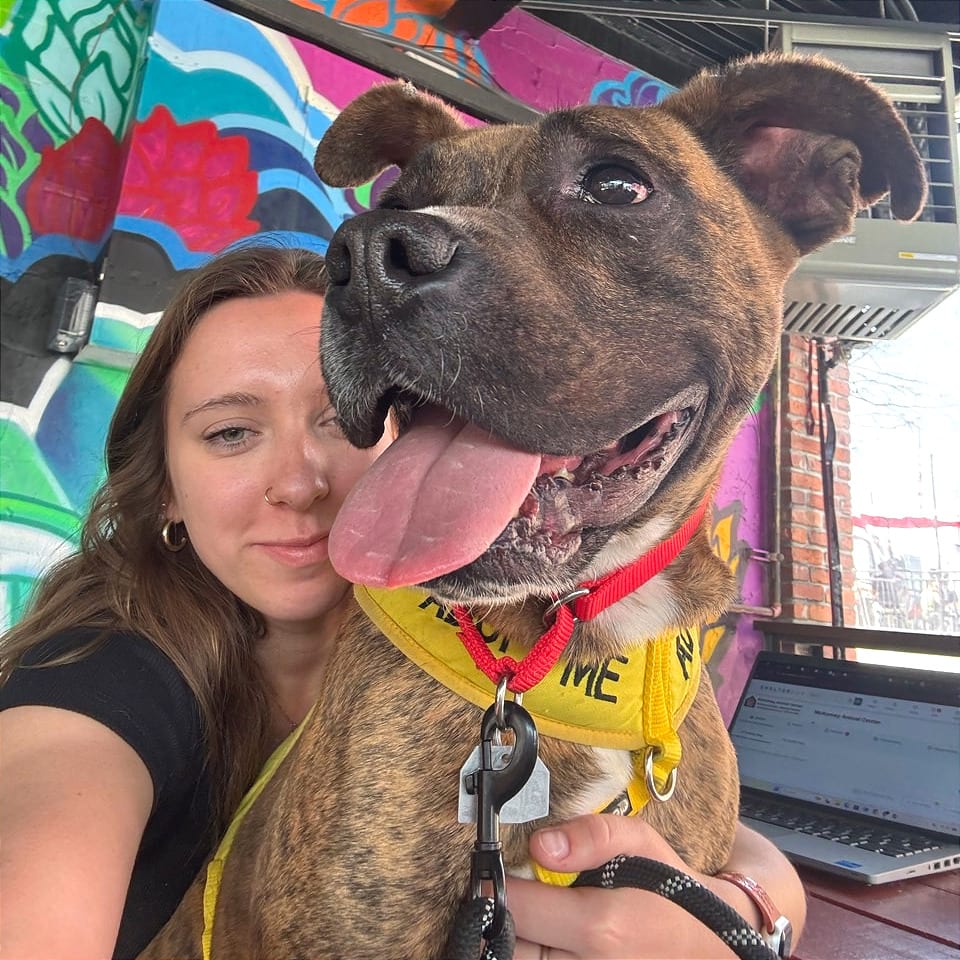 Photo of Mayweather, adoptable Mixed Breed (Large) in Chattanooga, Tennessee