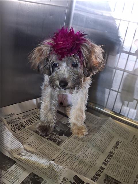 Photo of Osita/Lil Bear, adoptable Yorkshire Terrier Yorkie in Los Angeles, California