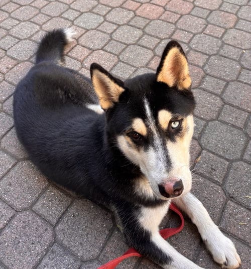 Photo of Baja, adoptable Siberian Husky in Walnut Creek, California