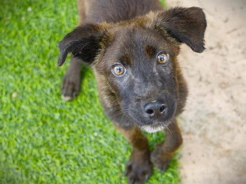 Photo of Popsicle, adoptable Hound in Tallahassee, Florida