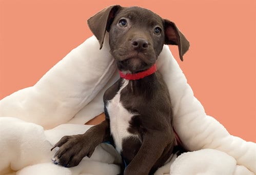 Photo of Rae, adoptable American Bulldog in Ft Lauderdale, Florida