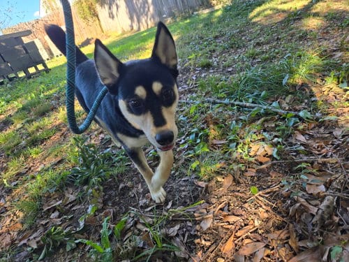 Photo of Ellie, adoptable Husky in Jackson, Mississippi