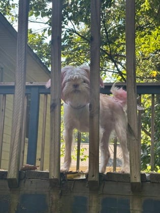 Photo of Princess Diana, adoptable dog in Atlanta, Georgia