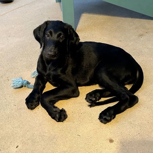 Photo of Pear, adoptable Unknown breed in Rancho Santa Fe, California