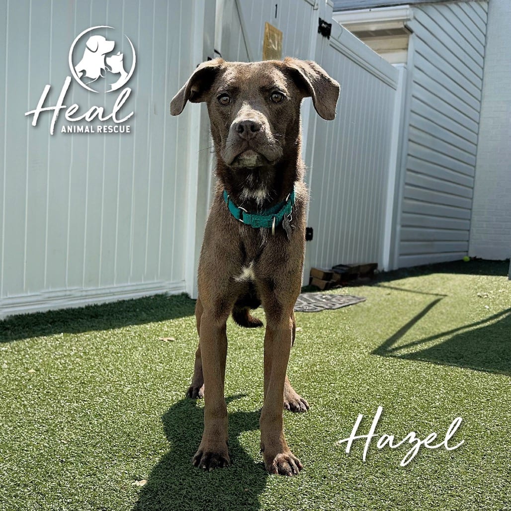 Photo of Hazel, adoptable Terrier / Mixed Breed (Medium) in Youngwood, Pennsylvania