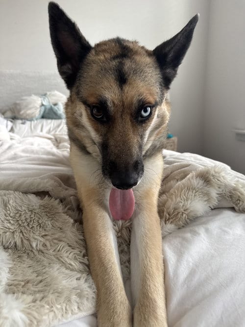 Photo of Petra, adoptable German Shepherd Dog in La Grange, North Carolina