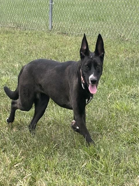 Photo of Foxy, adoptable Labrador Retriever in Forestville, Maryland