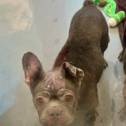 Photo of Elliette 4629, adoptable French Bulldog in Loxahatchee, Florida