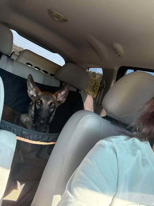 Photo of Pilot - Located in Oklahoma, adoptable Belgian Shepherd Malinois in Imlay City, Michigan