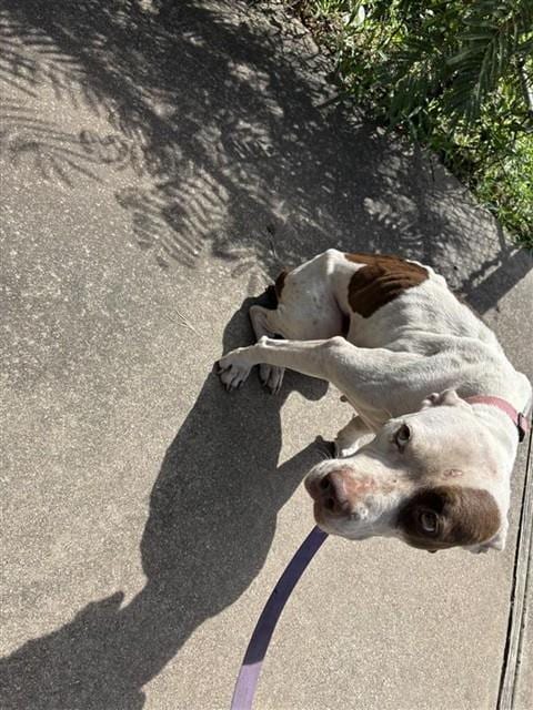 Photo of Swayzee, adoptable Pit Bull Terrier in Waco, Texas