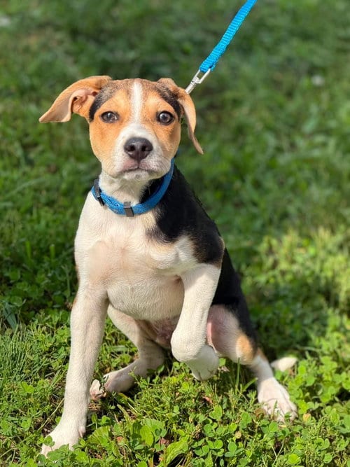 Photo of Maverick, adoptable Chihuahua in Ashville, Ohio