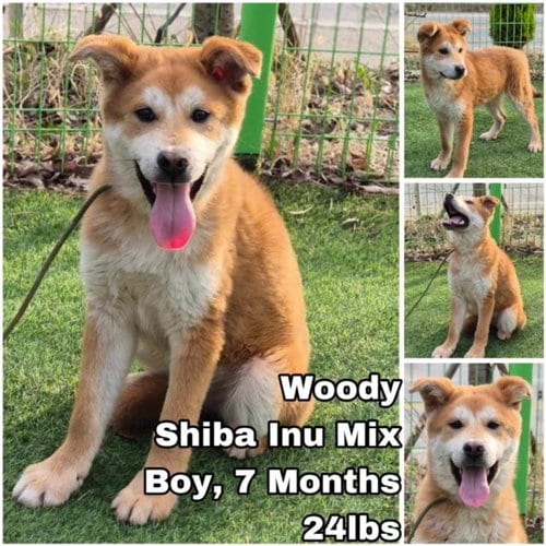 Photo of Woody from Korea, adoptable Shiba Inu in Federal Way, Washington