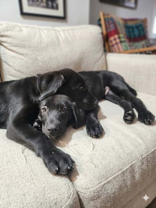 Photo of Sierra's pup Sandor (lt blue), adoptable Great Dane in Bullard, Texas