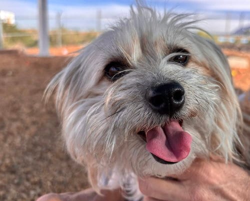 Photo of Kate, adoptable Maltese in Albuquerque, New Mexico