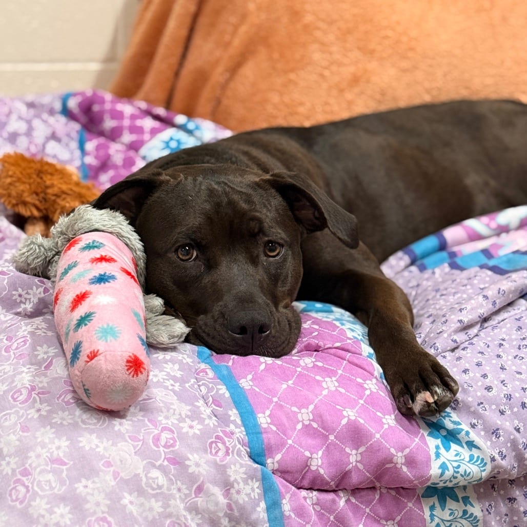 Photo of Raven-Foster, adoptable Mixed Breed (Medium) in Grand Rapids, Michigan