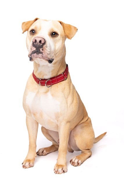 Photo of Colby, adoptable American Bulldog in Miami, Florida