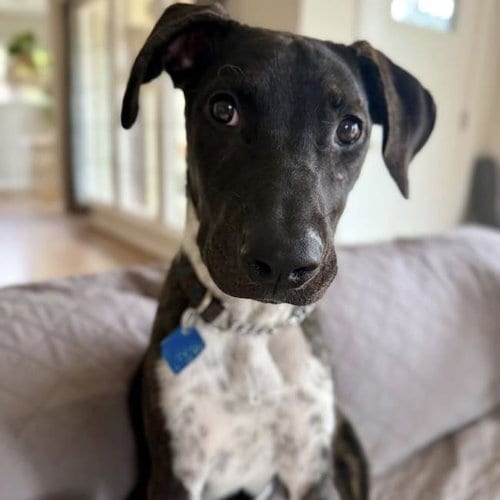 Photo of Paw Patrol Pup - Liberty, adoptable Shepherd in San Diego, California