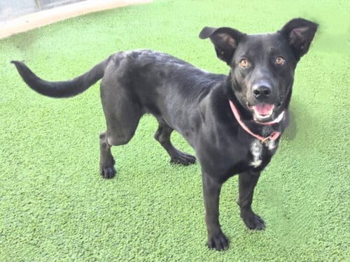 Photo of Tike, adoptable German Shepherd Dog in Van Nuys, California