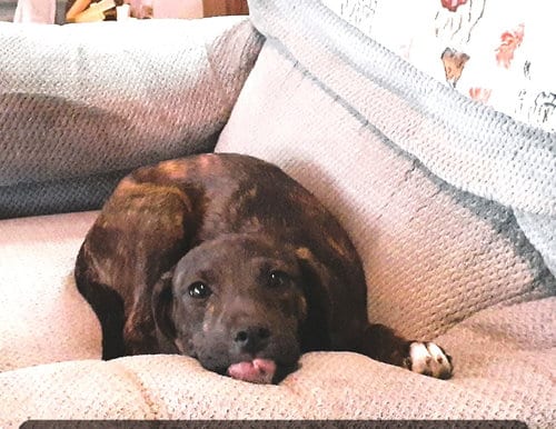 Photo of Branch (3mo, 20lbs), adoptable Hound in Hinton, West Virginia