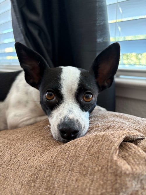 Photo of Audrey, adoptable Chihuahua in Davis, California