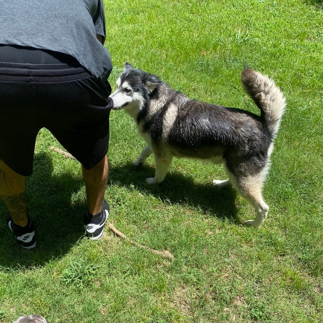 Photo of Sammie, adoptable Husky / Mixed Breed (Medium) in Dallas, Texas