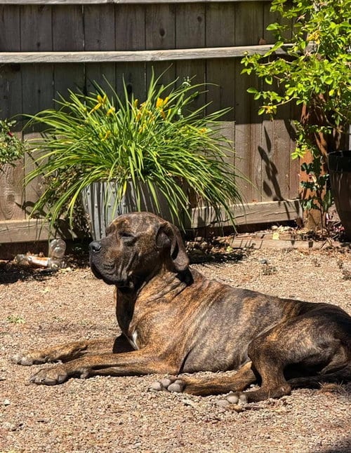 Photo of Chief, adoptable Unknown breed (short coat) in Jasper, Alabama