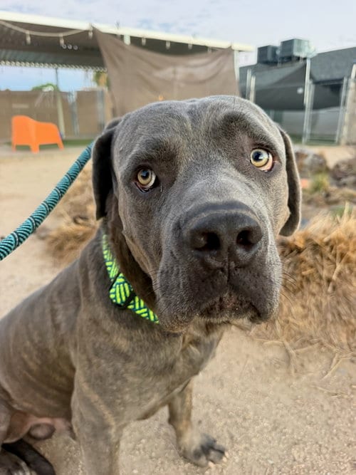 Photo of Maxwell, adoptable Cane Corso Mastiff in Goodyear, Arizona
