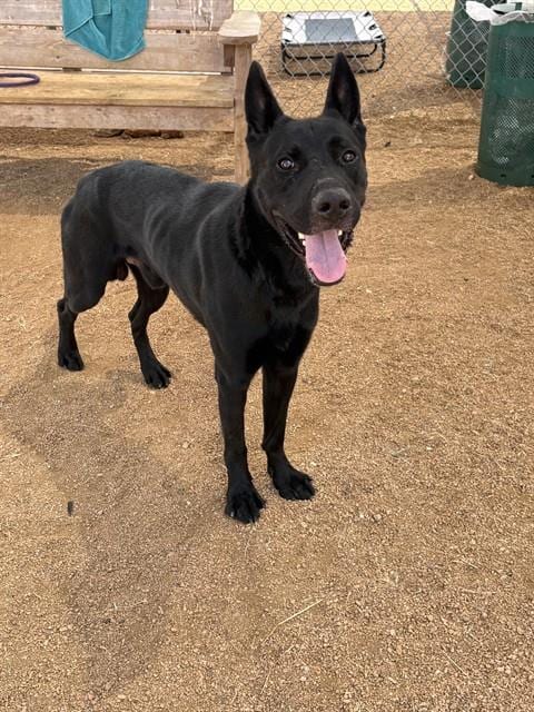 Photo of Doc Hudson, adoptable German Shepherd Dog in Killeen, Texas