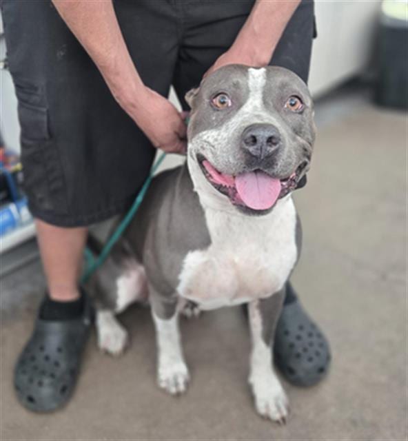 Photo of Loki, adoptable Mixed Breed