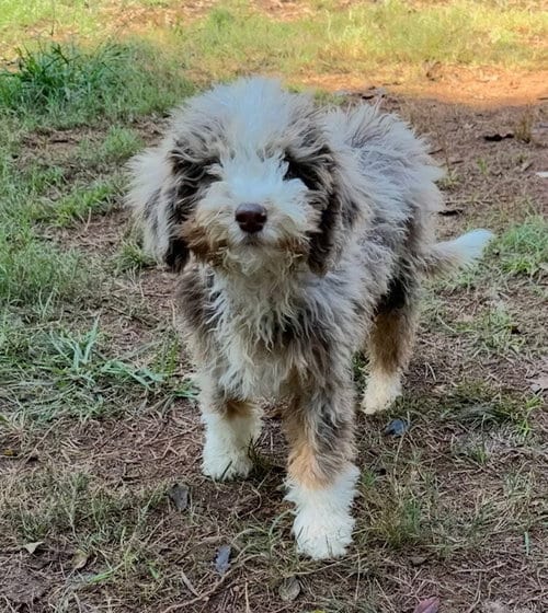 Photo of Adelaide, adoptable Poodle (unknown type) in Mooresville, North Carolina
