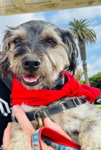 Photo of Oso, adoptable Miniature Schnauzer in San Pedro, California