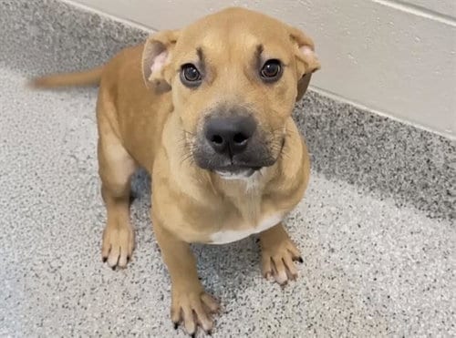 Photo of Sage, adoptable Pit Bull Terrier in Houston, Texas