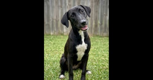 Photo of Abby, adoptable Labrador Retriever in Grovertown, Indiana
